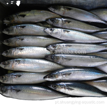 Peixe congelado de fábrica chinês 100-200G Pacific Mackerel